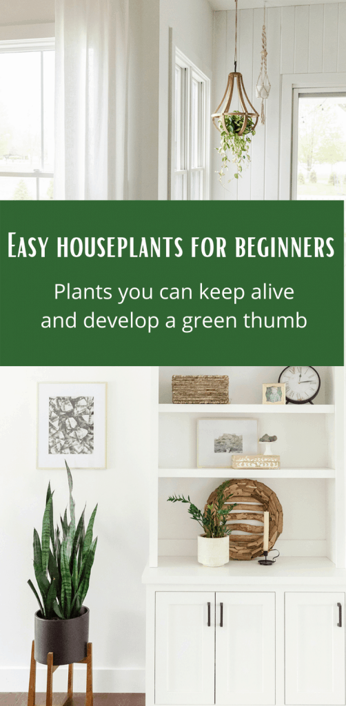 Easy houseplants for beginner #houseplants #greenthumb #snakeplant #zzplant #fiddleleaffig #fiddleleaffigtree #pothosivy #easyhouseplants