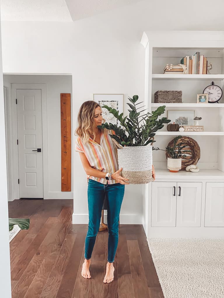 Easy Houseplants For Beginners