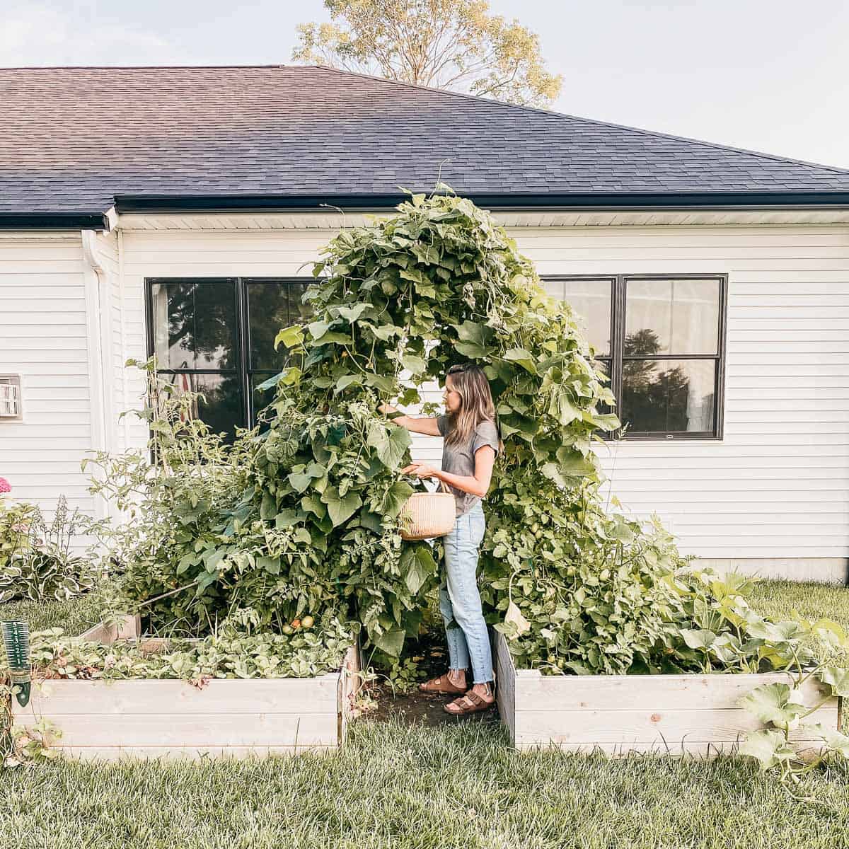 woman under trellis in raised garden beds