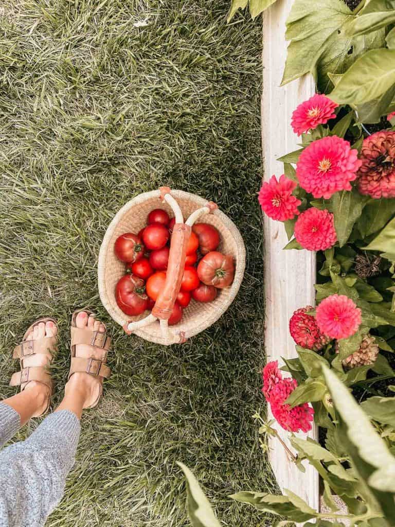 basket of harvested tomatoes next to raised garden bed with pink zinnias